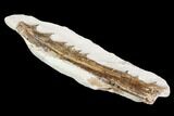 Fossil Mosasaur (Tethysaurus) Jaw Section - Goulmima, Morocco #107096-3